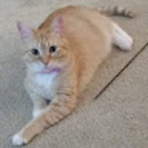 Meet your Posher, Sheila